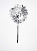 Dandelion baby I, 2016, 16x20, monotype, carbon on paper