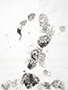 Carbon bubble VII, 2016, 18x24”, monotype, carbon on paper