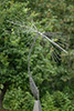 Dandelion, 2005, 62x126x62”, stainless steel, Ed. of 20